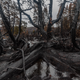 1500 year old Pencil Pine trees were torched in Tasmania’s Wilderness World Heritage Are, via Dan Broun